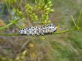 Papilio alexanor